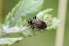 Adelphocoris seticornis